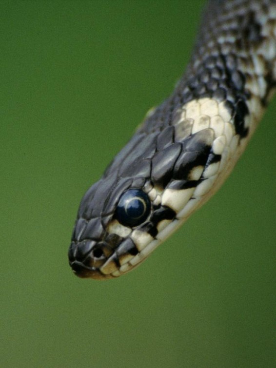 Portret belouške (Foto: V. Cafuta)